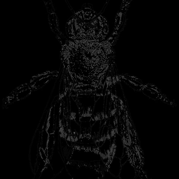 Vintage Bee 180mm high Thumbnail